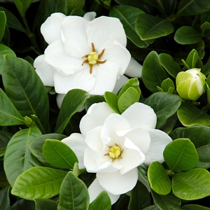 Gardenia Buttons